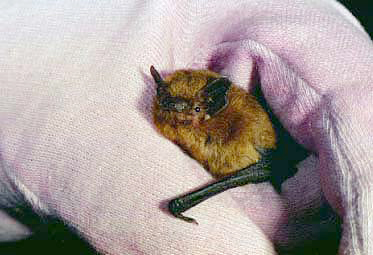 photo of a bat